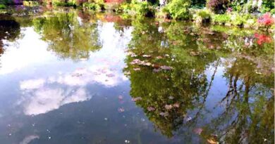Arbres Reflet Lac Jardin De Monet