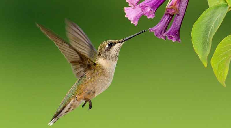 Légende du colibri